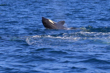 Fototapeta premium 【北海道】知床の海に回遊する野生のシャチ（北海道羅臼沖）