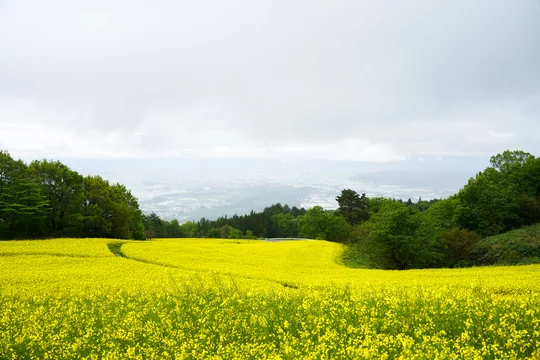 霧の中の 福島県喜多方市 三ノ倉高原の菜の花 Stock Photo Adobe Stock 霧の中の 福島県喜多方市 三ノ倉高原の菜の花 Stock Photo Adobe Stock