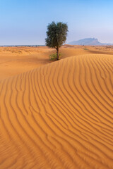 alone tree in desert landscape with patterns in portrait view