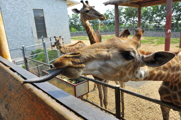 The deer in the park