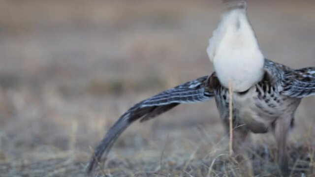 Extreme close up of Sharp-tailed grouse lekking and dancing, low angle