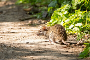 Fototapeta premium A brown rat on the path of a river bank