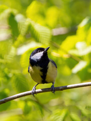 A great tit resting on a branch surrounded by green leaves