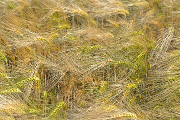  golden ear of wheat growing in a field textured background