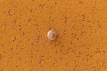 Single white snail on a orange wall