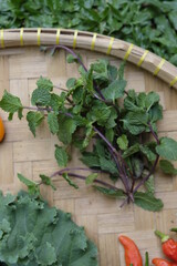 Harvest peppermint leaves at the home garden.
