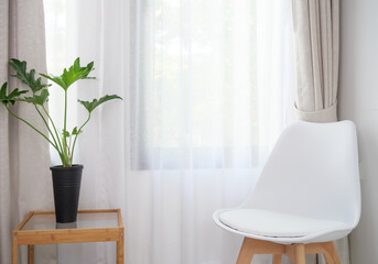 Modern white chair and Philodendron selloum set in white living room interior with  soft pastel curtain background
