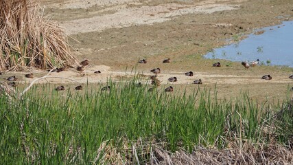 patos incubando sus huevos en el arenal del lago del lago de ivars y vila sana, plumas color marrón y pico verde, lérida, españa, europa  - obrazy, fototapety, plakaty