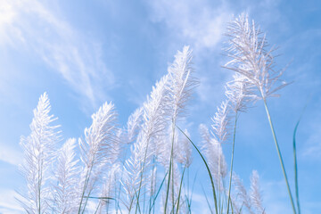 grass and sky