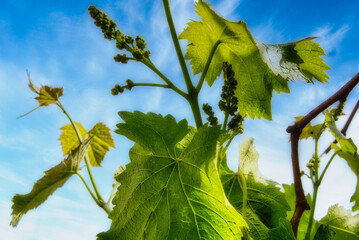 青い実を付けた、5月上旬の庭のブドウの木