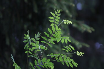 Lighted with sunlight green leaf in the wind