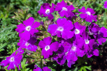 Petunias color lila