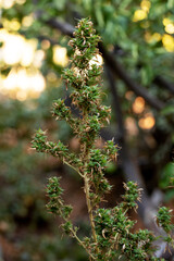 cannabis plant with damaged leaves