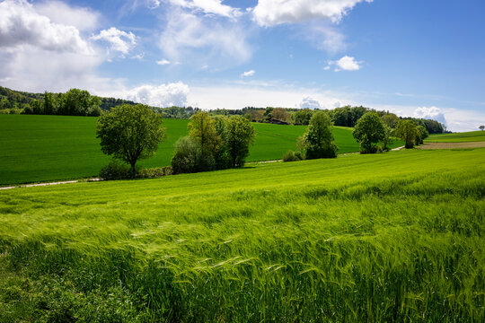 Schöne, grüne Frühlingslandschaft im Kraichgau, Deutschland, mit Getreidefeld im Vordergrund und bewölktem Himmel.