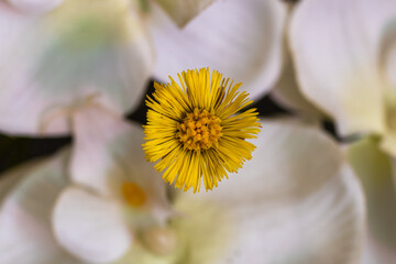 close up of a flower