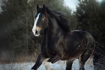 Obraz na płótnie Canvas Shire black horse