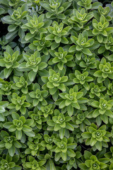 新芽のアップ　自然風景