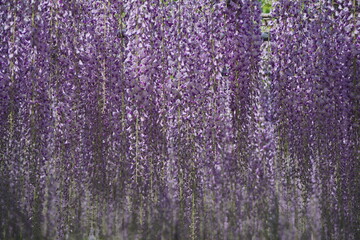 京都府宇治市の平等院の藤の花。花房が長く見ごたえがあります。