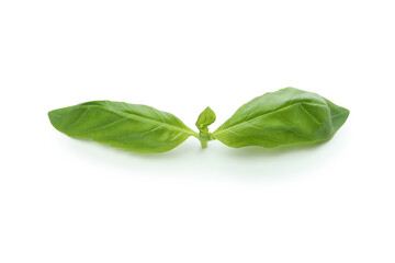 Fresh green basil isolated on white background