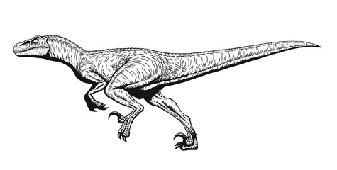 Running Velociraptor drawing line art, Raptor dinosaurs coloring page, Isolated on white background, Vector illustration