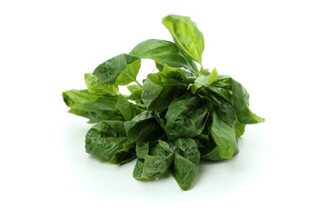 Fresh green basil isolated on white background
