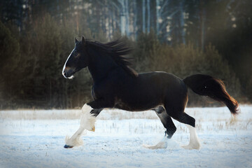 Shire black horse