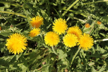 dandelions in the grass