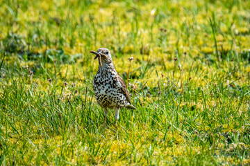 Song thrush catching leather jacket grubs from the meadow, turdus philomelos