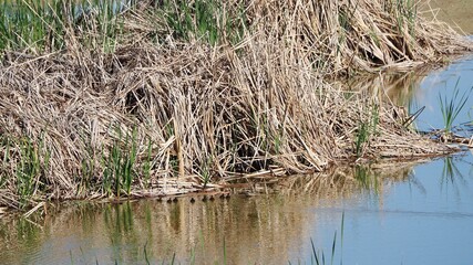 polluelos de pato haciendo una excursión acompañados de su madre por las aguas del lago de ivars y vila sana, lérida, españa, europa