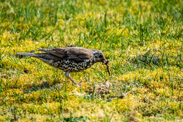 Song thrush catching leather jacket grubs from the meadow, turdus philomelos