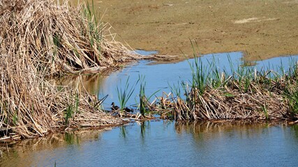 polluelos de pato haciendo una excursión acompañados de su madre por las aguas del lago de ivars y vila sana, lérida, españa, europa