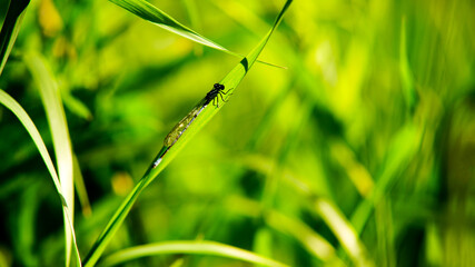 Ważka na zielonym liściu trawy © Marcin