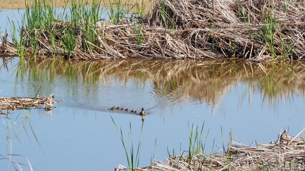 polluelos de pato haciendo una excursión acompañados de su madre por las aguas del lago de ivars y vila sana, lérida, españa, europa