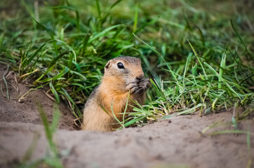 Gopher eats sitting in a mink and green grass