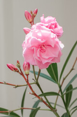 Beautiful blooming branch of pink oleander flowers