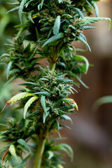 cannabis plant with damaged leaves