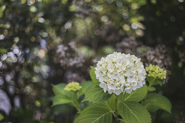 白紫陽花　自然風景