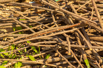 Background of small dry branches of plants close-up, photo for 3D design