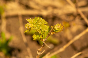 Young vine leaves in spring close up, sunny day