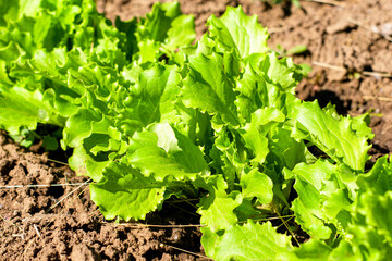 green juicy lettuce leaves in the garden top view close up