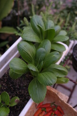 Growing pakcoy or bok choy in home garden. Fresh vegetable grow at home.