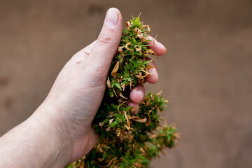 cannabis plant with damaged leaves