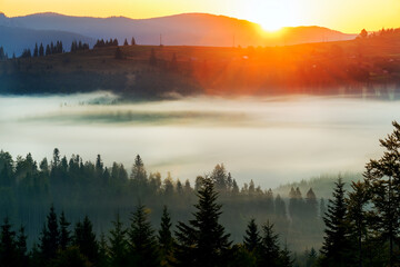 Beautiful sunrise in the mountains. Fir trees in the fog and dark silhouettes of mountains at dawn.