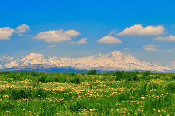 大雪山とたんぽぽ畑