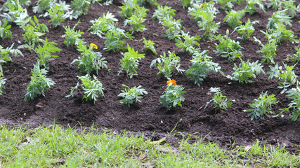 A mass of freshly planted young marigold plants in a public park