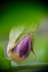 Close-up of eggplant in the home garden.