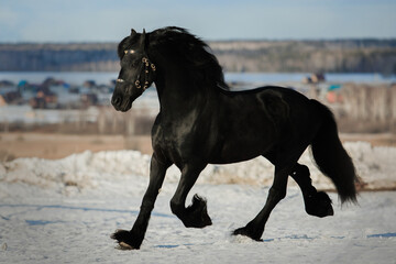 Fototapeta na wymiar Black friesian horse