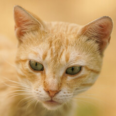 Close-up portrait of a ginger cat with green eyes