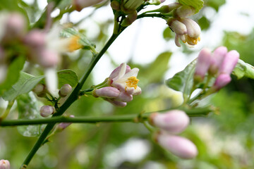 レモンの花