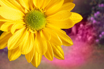 Part of a close-up of a yellow chrysanthemum with dew drops on a purple background. Summer background. Copy space.